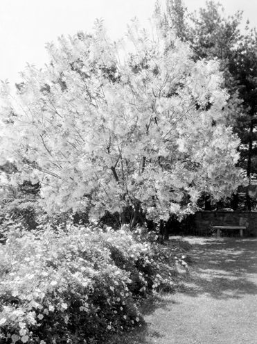 Дивный сад 1935