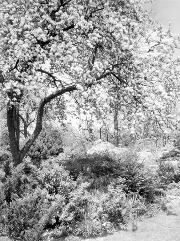 Дивный сад 1931