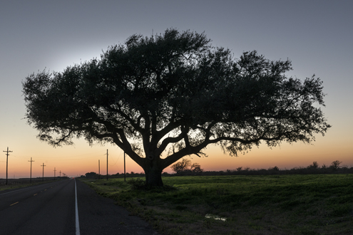 Дерево на закате