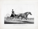 Темно-рыжая лошадь 1866